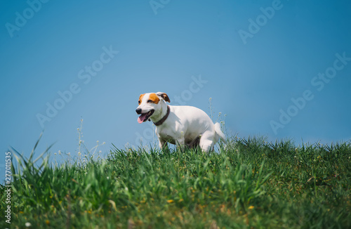 Obraz na płótnie Cute Jack Russell Terrier dog doing his toilet in grass w salonie
