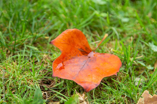 fallen autumn leaves on the grass, autumn concept