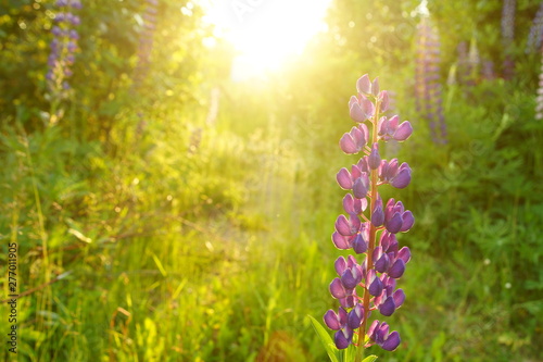 Blooming purple lupins in the meadow in the evening at sunset