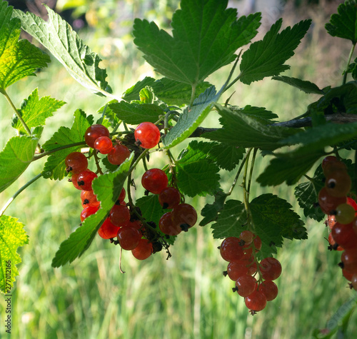 red berries on a branch