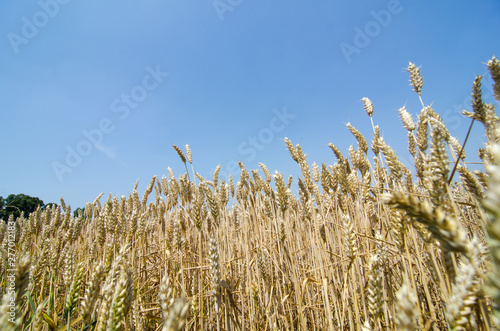 	Summer, the wheat ripens to bring flour with which to make bread, pizza and excellent desserts. photo