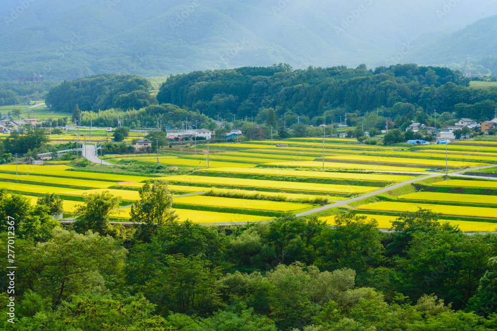 日光杉並木