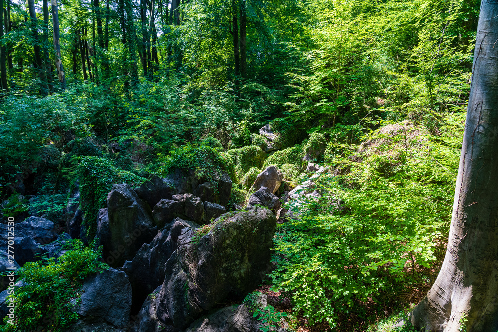 Green forest with ray of light at germany felsenmeer hemer Green forest with ray of light at germany felsenmeer hemer