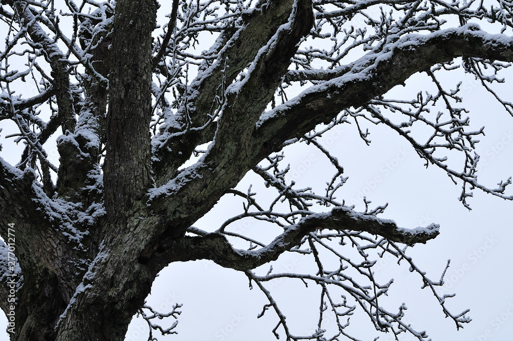 snow on branches of an apple tree