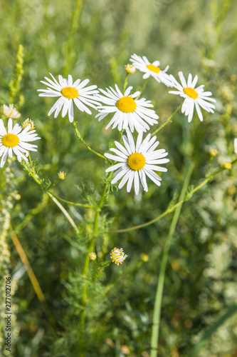 Wild chamomile in a field on a sunny summer day