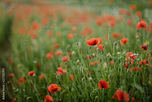 Poppy flowers field nature spring background. Blooming Poppies memory symbol. Armistice or Remembrance day background © Serenkonata