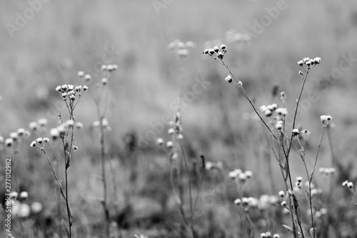 Gras Steppe mit Blumen © darknightsky