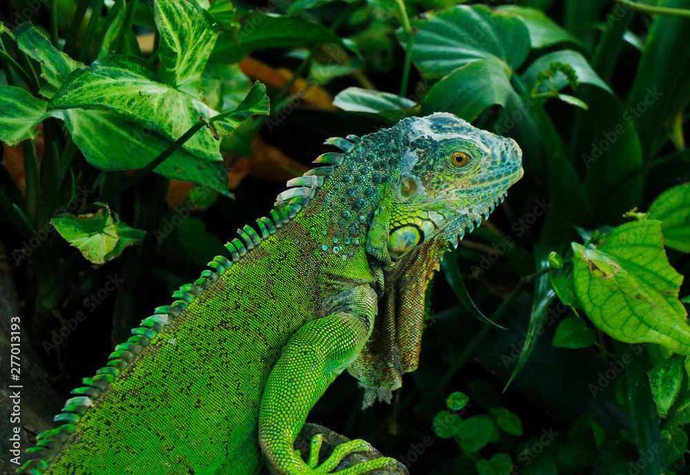 Fototapeta premium chinese water dragon lizard.