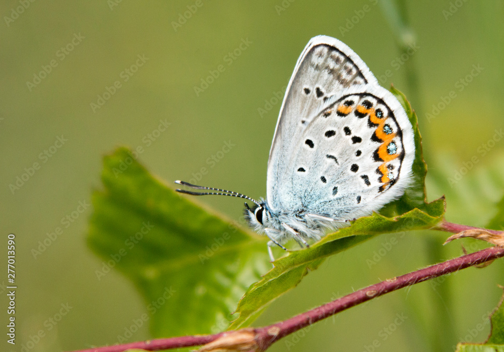 Obraz premium The common blue butterfly macro