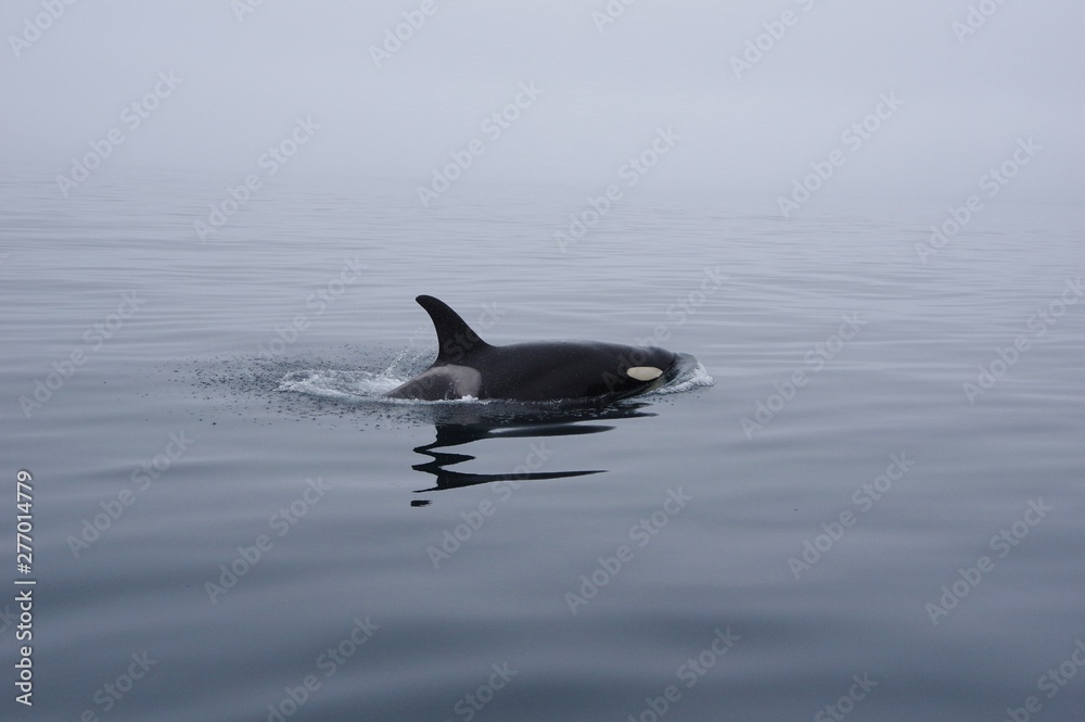 Fototapeta premium Orca with smooth sea, Shiretoko in Hokkaido, Japan シャチと知床の海 羅臼北海道
