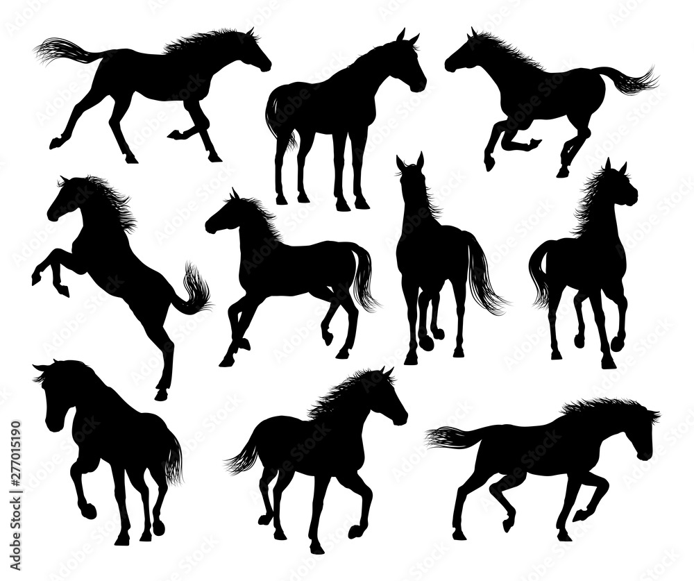 Fototapeta Zestaw szczegółowej grafiki sylwetki konia