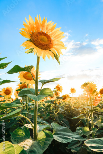 field with sunflowers against the blue sky