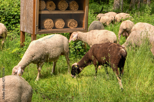 Flock of sheep along the long-distance hiking trail Neckarsteig in Germany photo