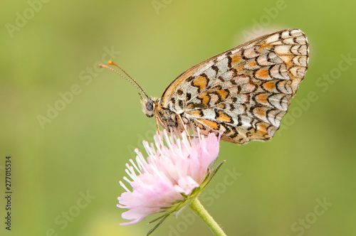 Glanville Fritillary butterfly macro photography © georgigerdzhikov
