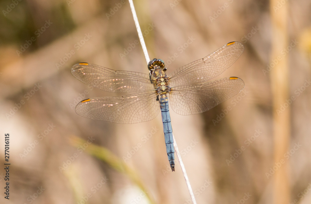 Keeled skimmer dragonfly sitting on grass
