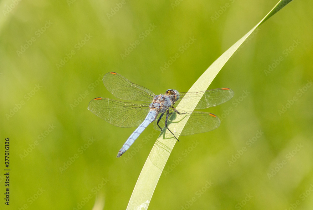Keeled skimmer dragonfly sitting on grass Keeled skimmer dragonfly sitting on grass