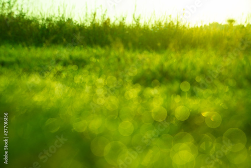 Fototapeta Naklejka Na Ścianę i Meble -  background of dew drops on bright green grass, defocused