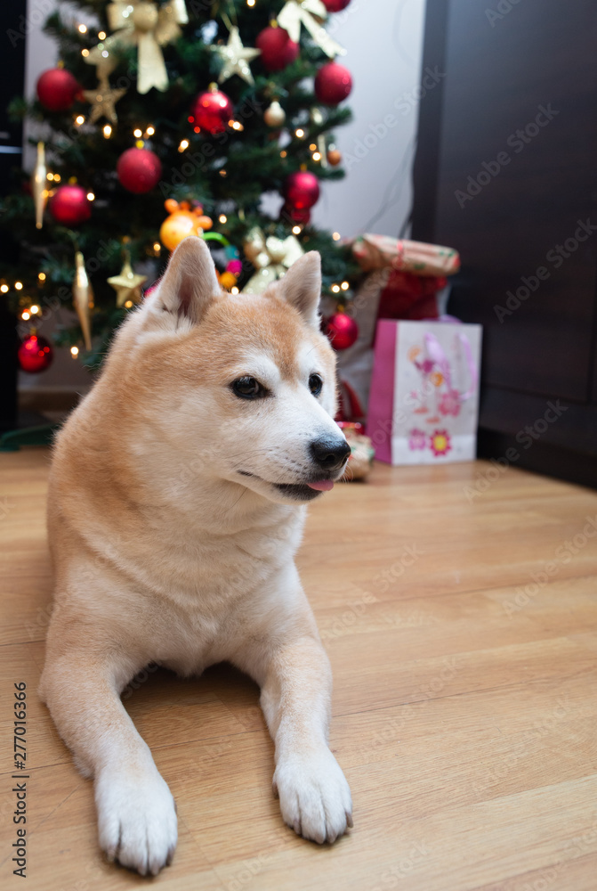 close up on dog with Christmas tree and gifts close up on dog with Christmas tree and gifts