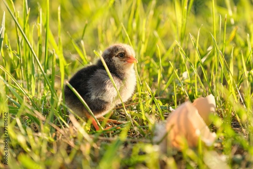 Newborn chicken with eggshell, green grass background in sunlight © Valerii Honcharuk