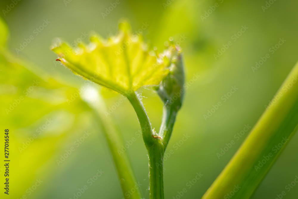 Young grape vine new growth, a bud on a branch in morning spring sun. Young grape vine new growth, a bud on a branch in morning spring sun.