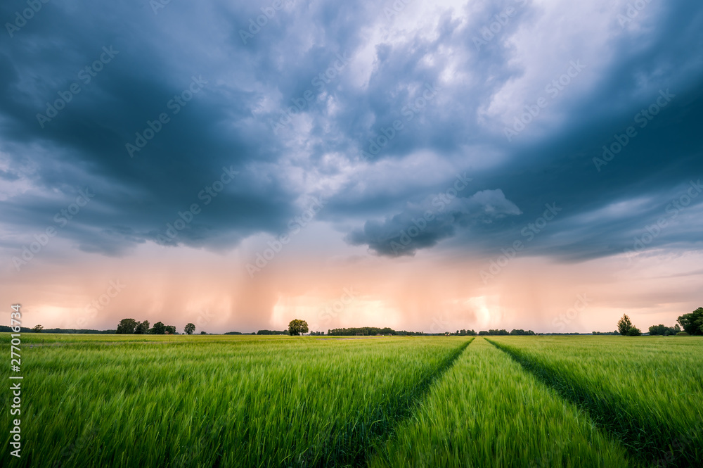 Impressive thunderstorm over a barley field in summer time. Dark storm clouds covering the rural landscape. Intense rain shower in distance. Motion created by windy weather. Impressive thunderstorm over a barley field in summer time. Dark storm clouds covering the rural landscape. Intense rain shower in distance. Motion created by windy weather.