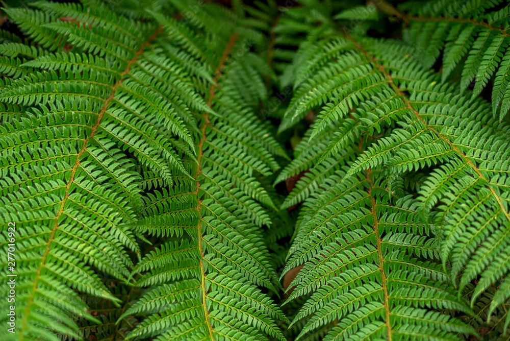 Bush of a fern leaves in the summer green forest