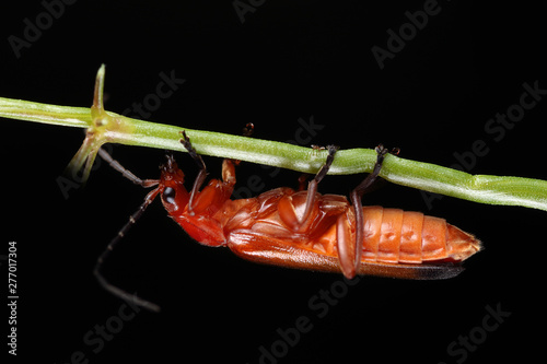 Rhagonycha fulva on twig photo