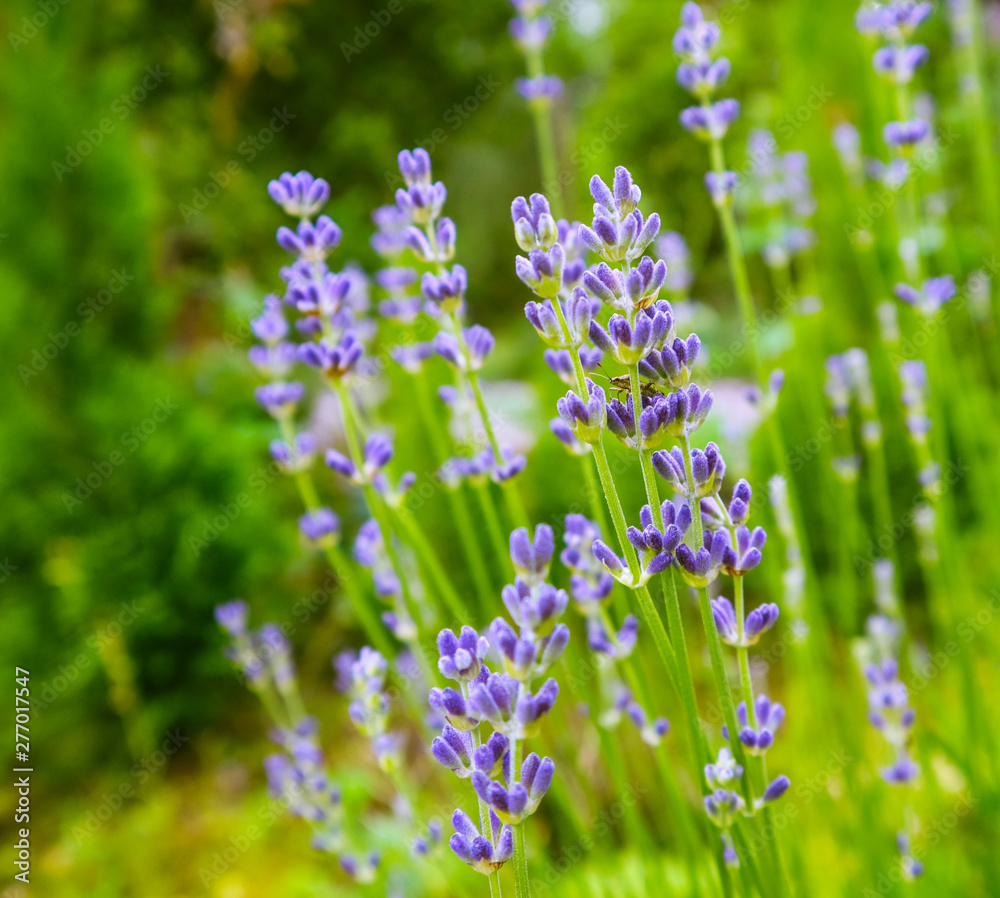 Obraz premium Soft focus on beautiful lavender flowers in summer garden
