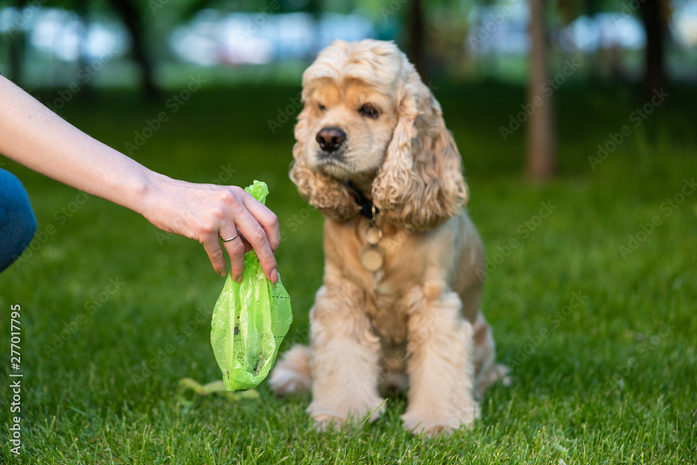 Female hand with dog shit in bag