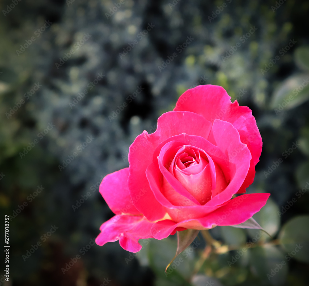 Beautiful red rose in the garden. Perfect for greeting card Beautiful red rose in the garden. Perfect for greeting card