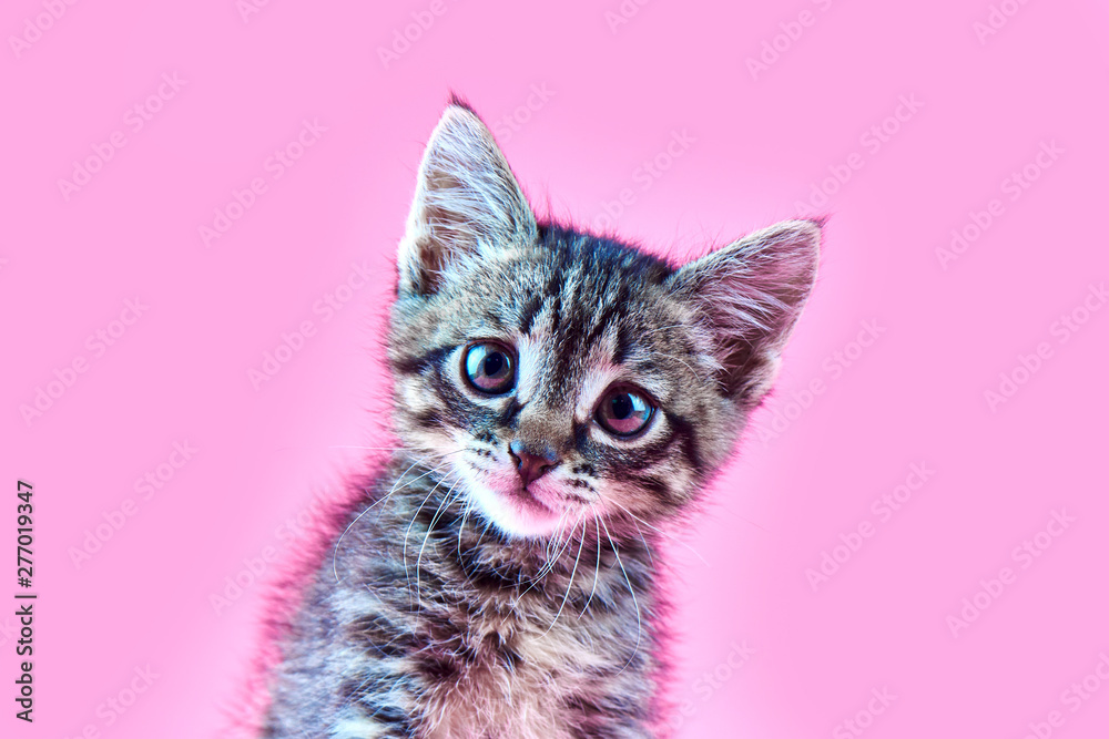 Portrait of a small gray striped kitty on a pink background, nice little kitten looking with big eyes at the camera, copy space