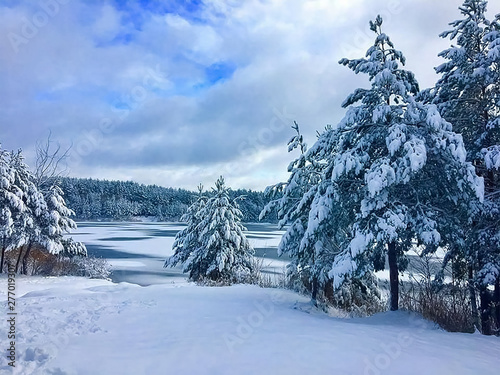 trees in snow