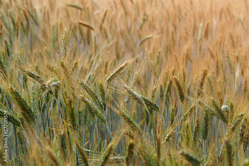 Wheat field. Crop crops. Ears of corn