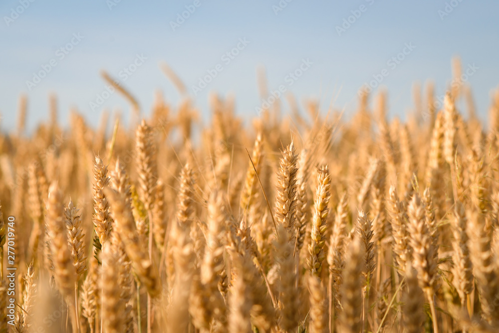 Big field of organic ripe wheat. Beautiful landscape of wheat growing on farm in the evening Big field of organic ripe wheat. Beautiful landscape of wheat growing on farm in the evening