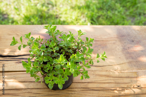 Plant in pot on the wooden table gardening concept