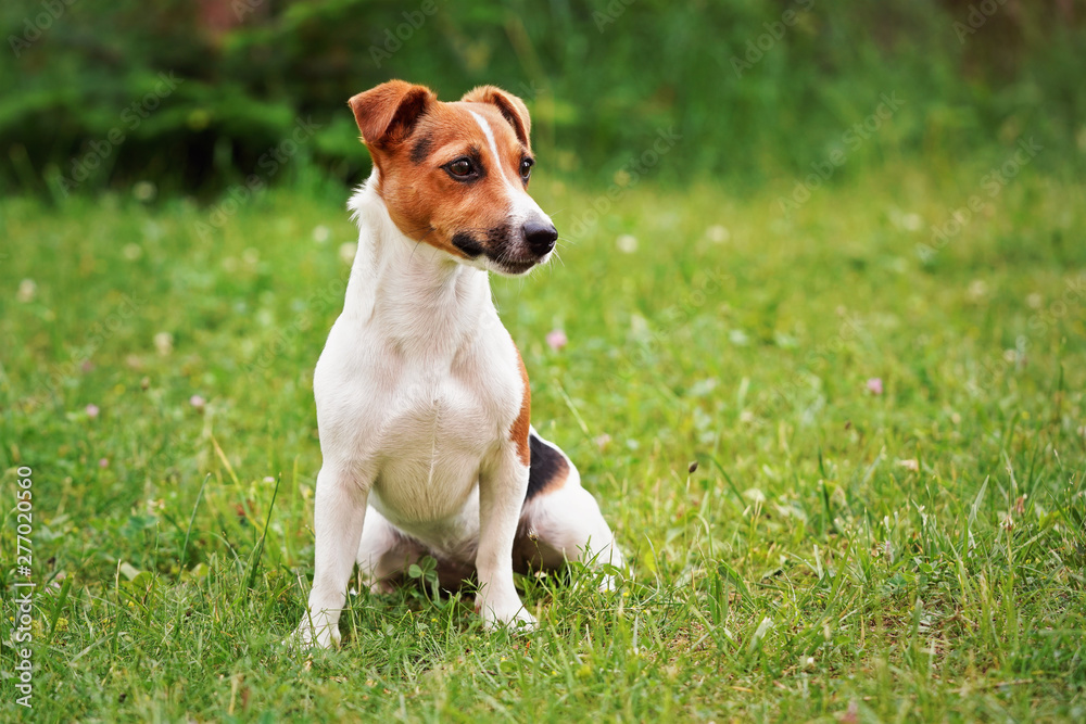 Small Jack Russell terrier sitting on low grass, looking to side, blurred bushes in background