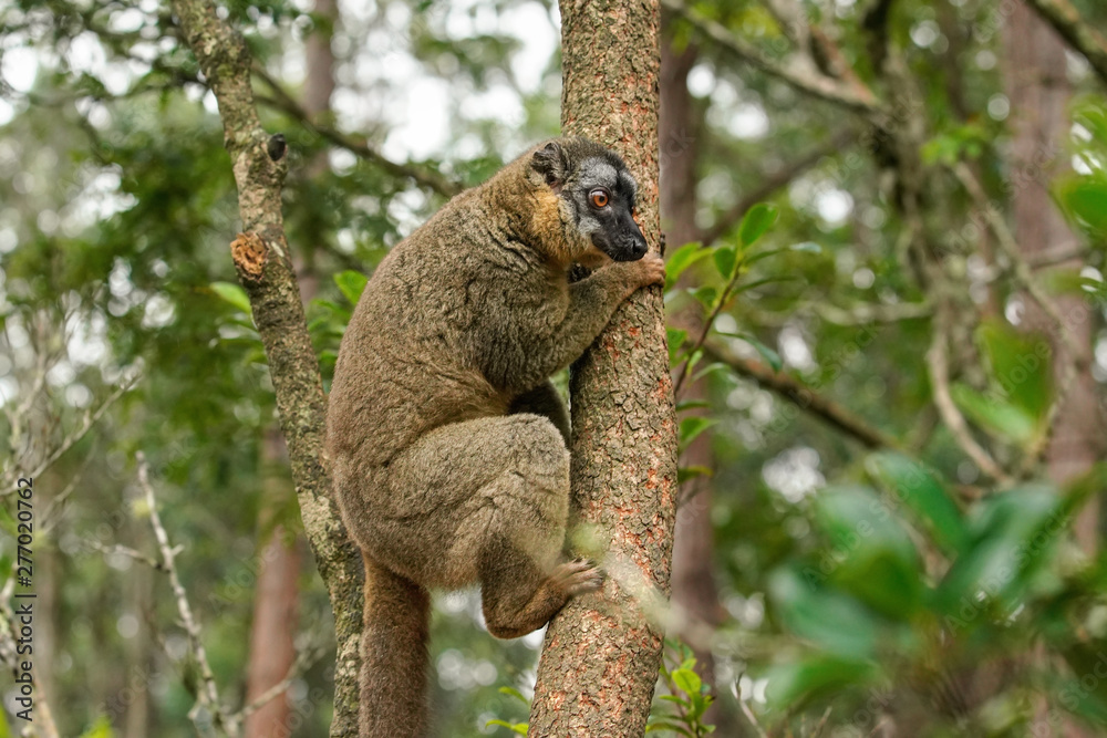 Fototapeta premium Common brown lemur - Eulemur fulvus - holding on a tree, blurred forest in background. Lemurs are endemic to Madagascar