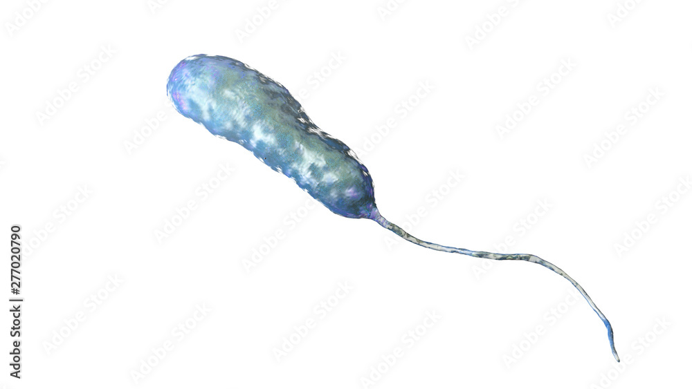 Bacterium Vibrio vulnificus, 3D illustration. The causative agent of