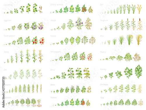 Agricultural plant, growth set animation. Bean, tomato eggplant pepper corn grain and many other. Progression growing plants. Vector flat. photo