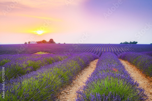 colorful fields of lavender at valensole plateau, France