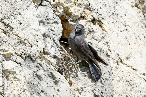 Dohle (Corvus monedula soemmeringi) - jackdaw photo