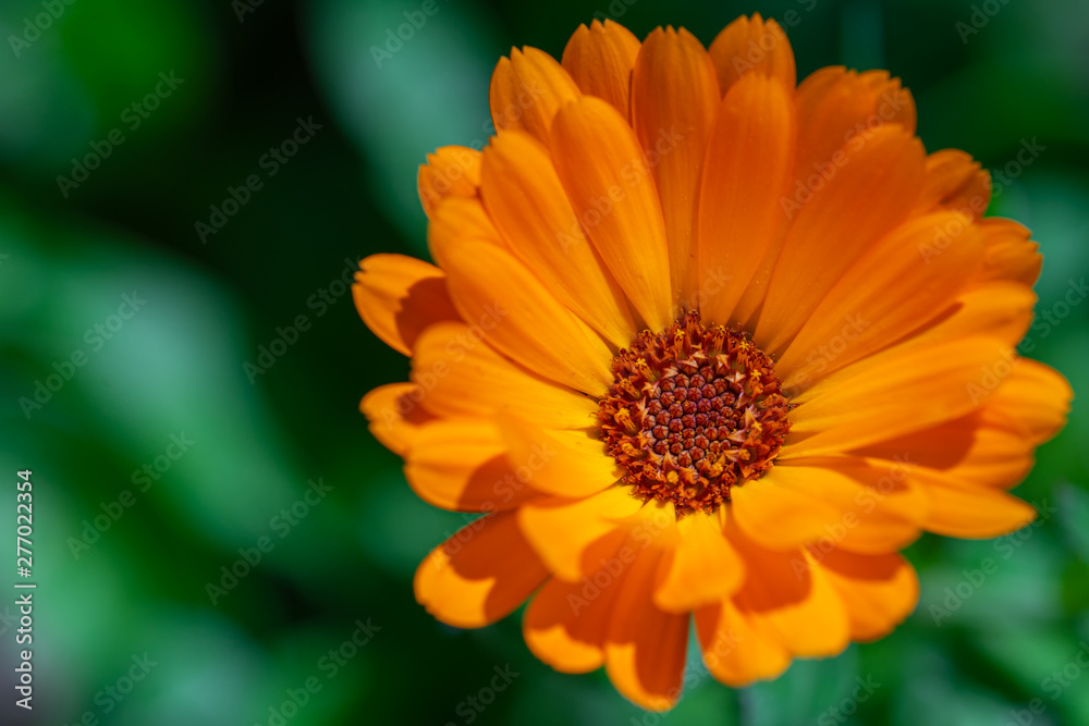 Closeup of orange flower