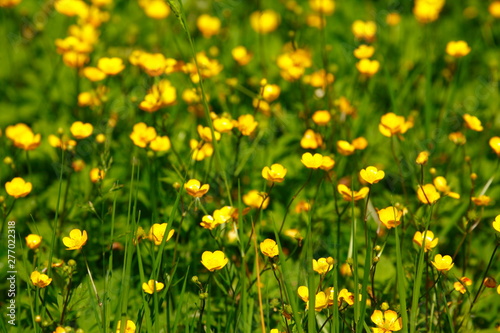 Gelbe Windröschen (Anemone ranunculoides)