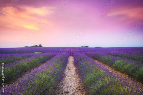 blooming lavender fields of france