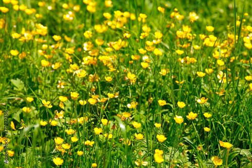 Gelbe Windröschen (Anemone ranunculoides)