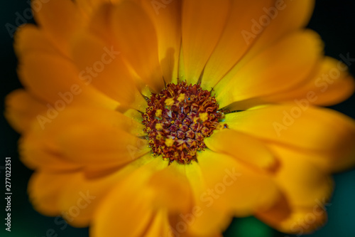 Closeup of yellow flower