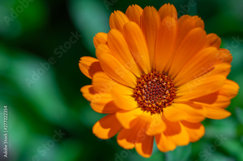 Closeup of orange flower