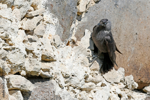 Dohle (Corvus monedula soemmeringi) - jackdaw photo