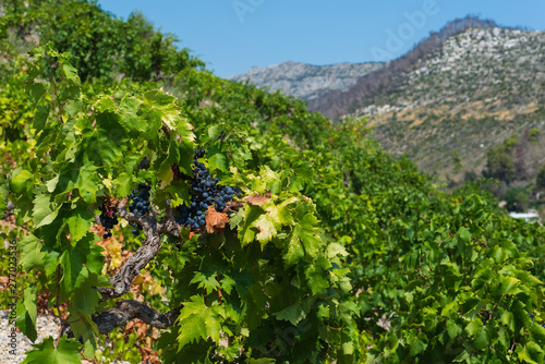 Organic 'mali Plavac' grapes in local vineyard,Trstenik village, Peljesac Peninsula, Dalmatia, Croatia photo