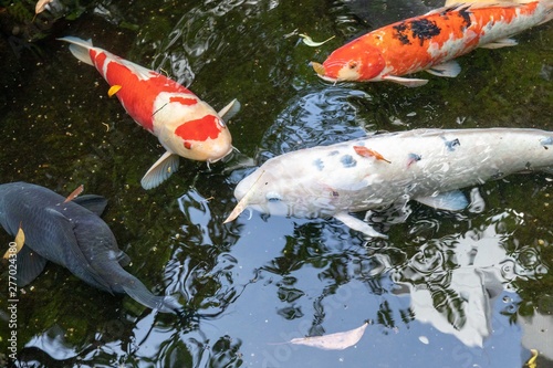carpe koi
